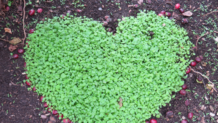 Nice heart for love and environmental messages.