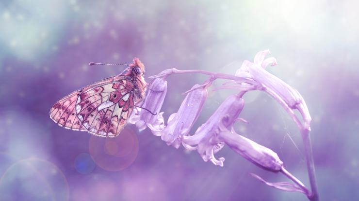 Beautiful butterfly image with a fantasy edit
