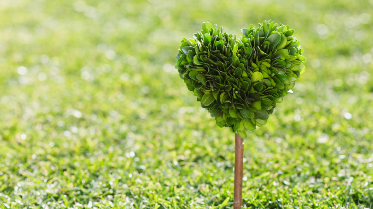A small green heart shaped plant in the middle of a grassy field
