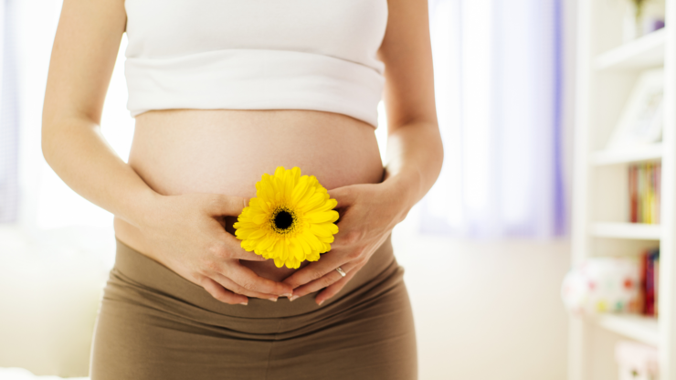 Close-up of unrecognizable pregnant woman holding flower in front of her belly
