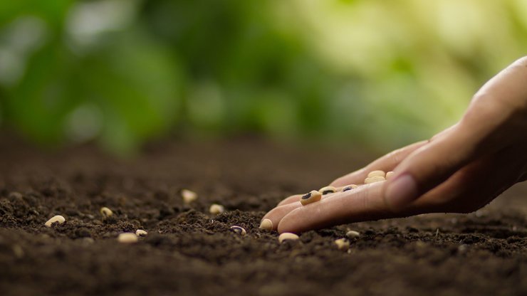 Hand growing seed of vegetable on soil, sowing seed and vegetable garden concept.