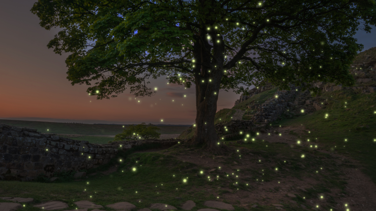 Stunning landscape image of sunset with fireflies flying around tree and glowing in dusk light