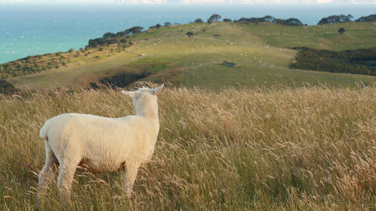 picture of lost sheep looking back