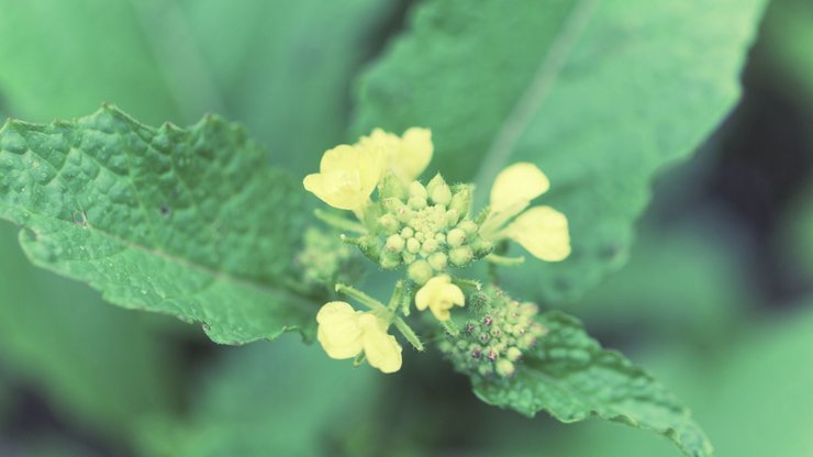 Macro photo of brown mustard flowers, Brassica juncea