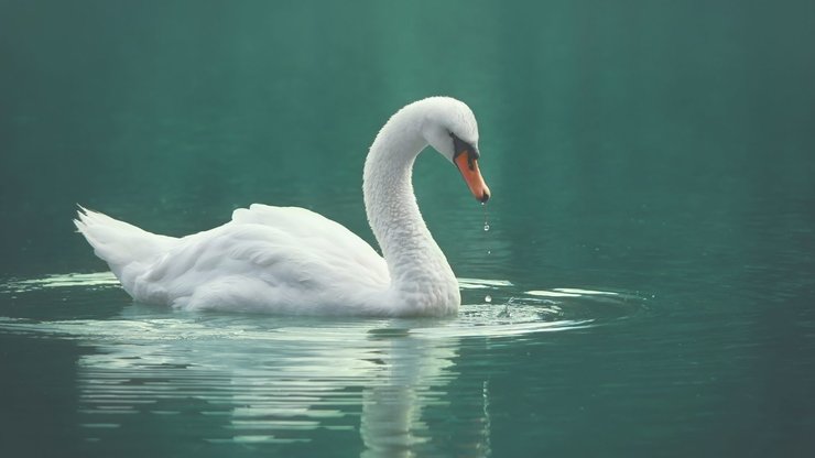 White swan on the green lake