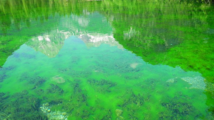 Alpine Lake, Green, Fish, Landscape, Nature