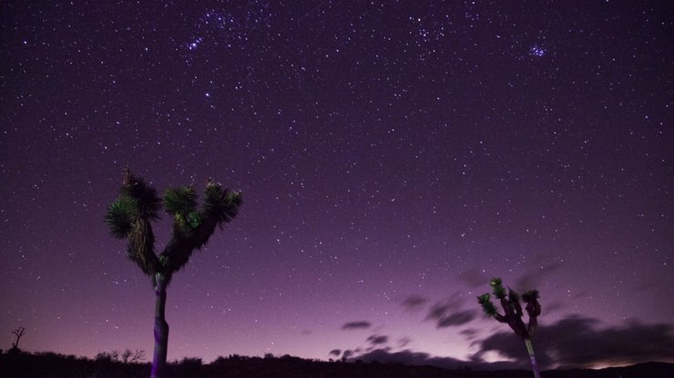 Two Trees Under Purple Sky