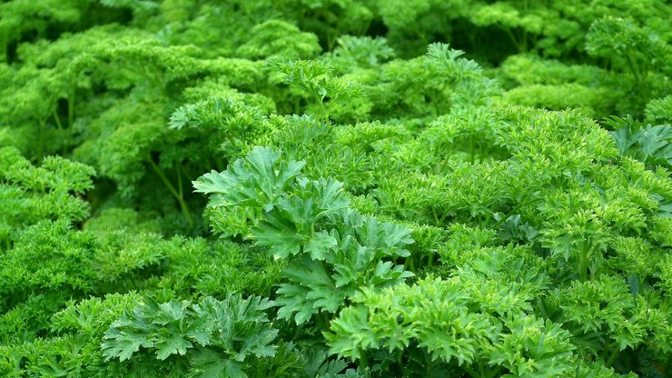 Parsley, Leaves, Green, Herbs, Green Herbs