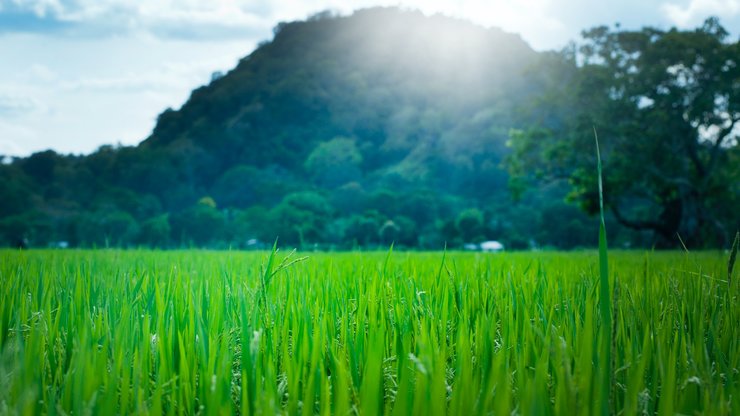 Scenic View of Wheat Field Against Sky