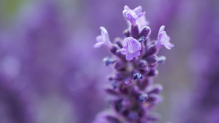 Macro Shot Photography of Lavender