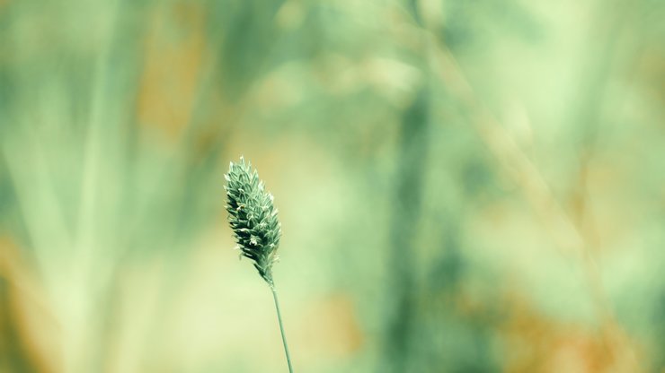 Green Plant