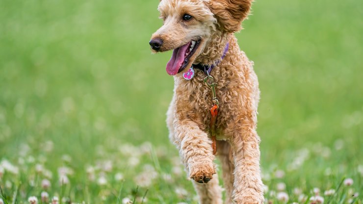 Happy Poodle running on bright green lawn