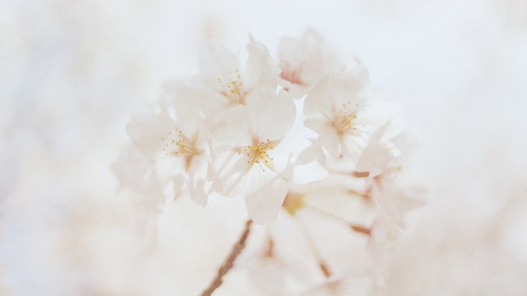 Close-Up Photography of White Flowers