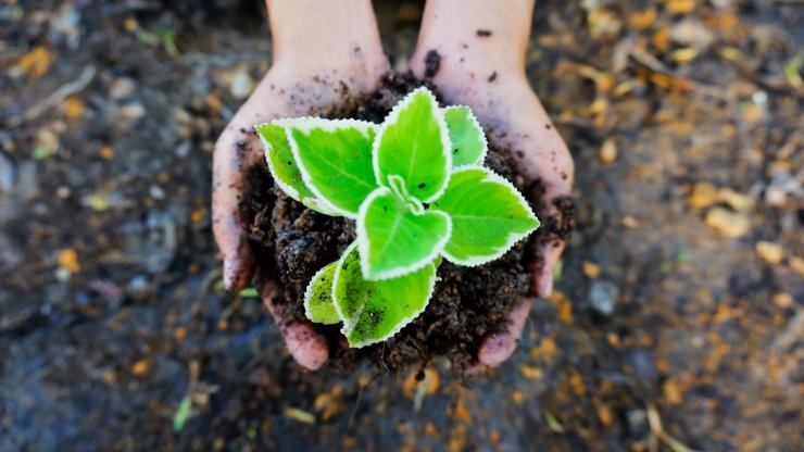 Seedling, Soil, Green, Plant, Ecology, Plant In Hand