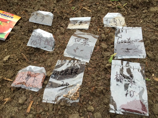 這些種子很快就會成為一棵棵小幼苗,茁壯成長。